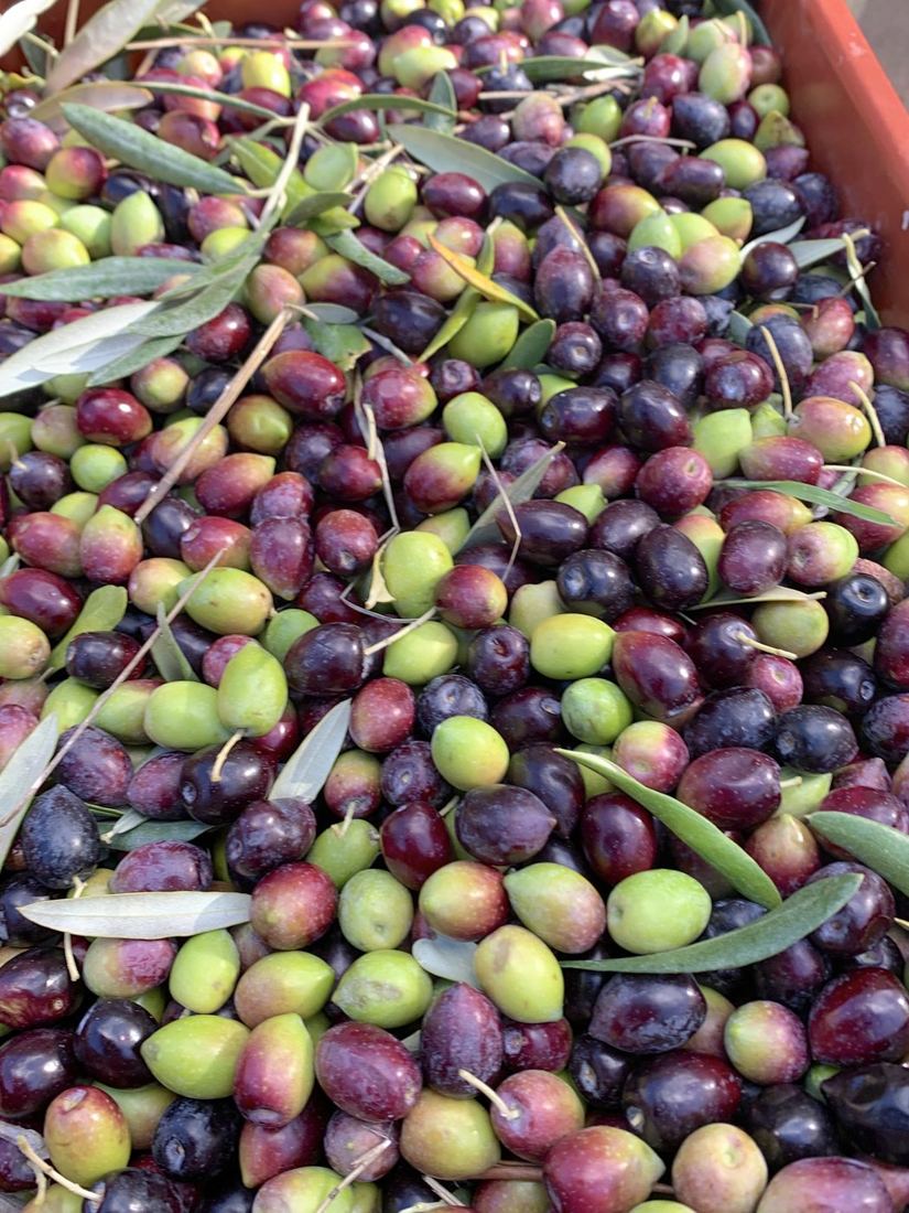Olives fraîchement récoltées, vertes, violettes et noires, prêtes pour le moulin