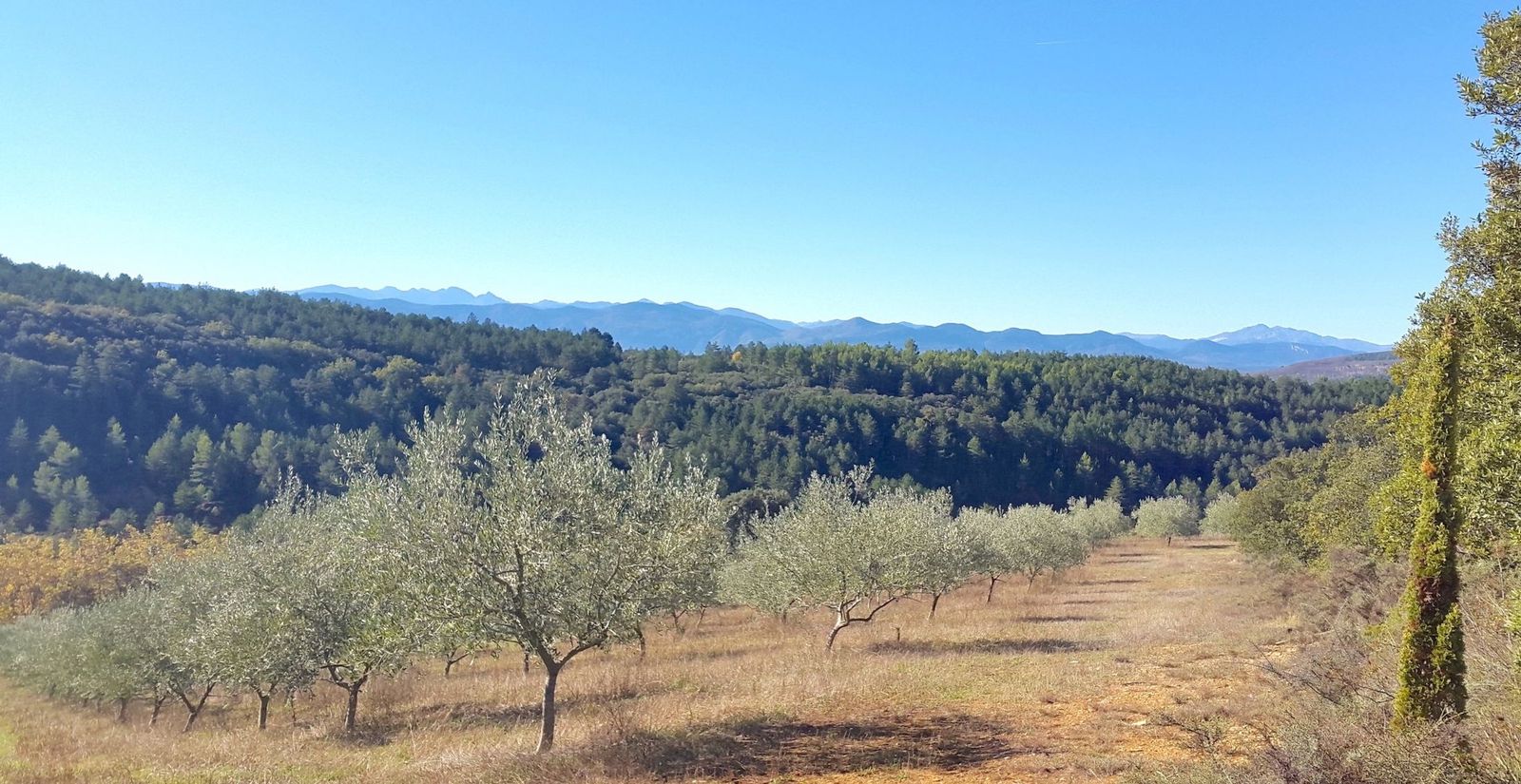 Le sentier des oliviers, les forêts de pins et la chaîne des Pyrénées à l'horizon