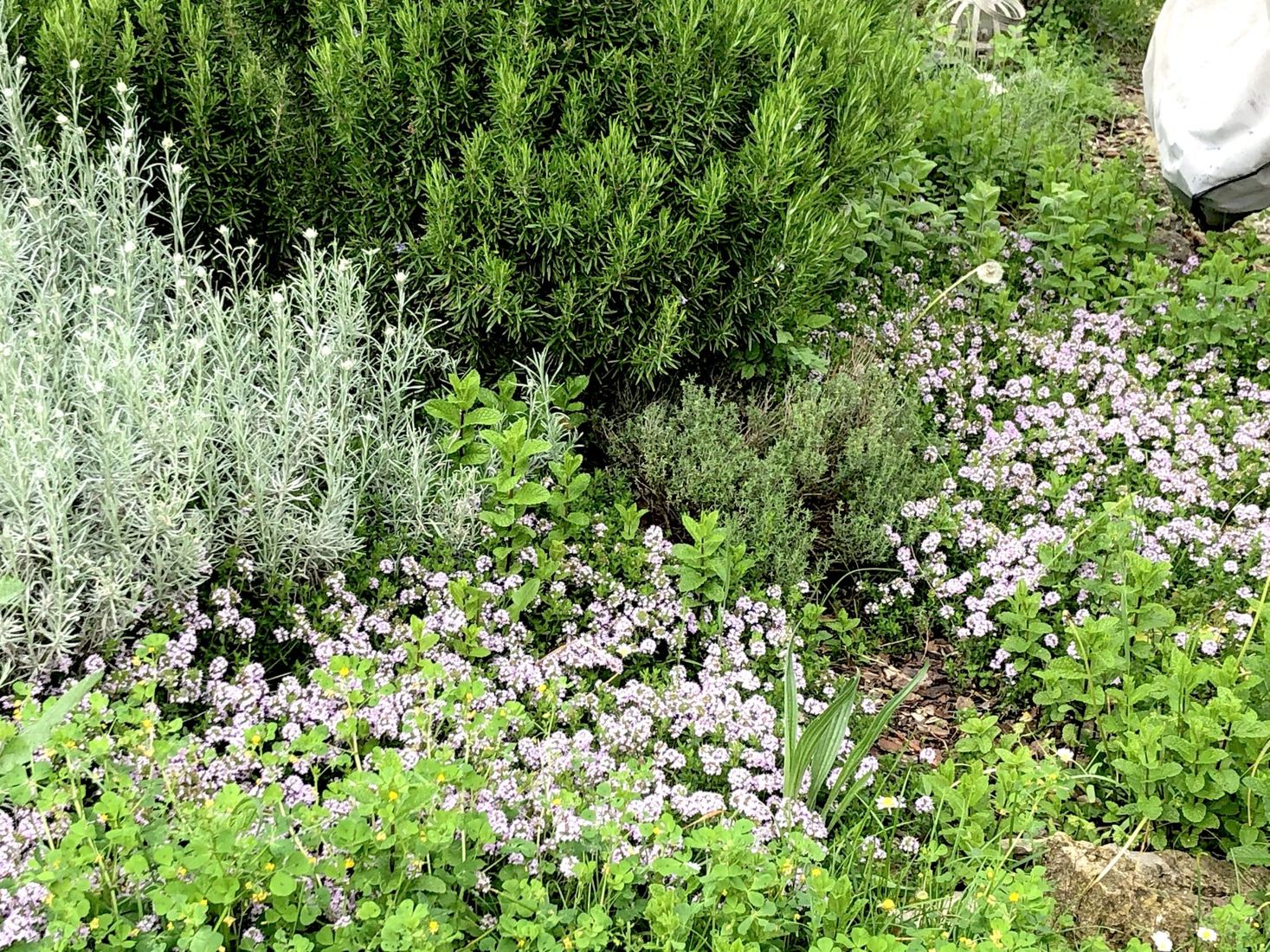 Le jardin d'aromatiques en juin : romarin, thym en fleurs et menthe