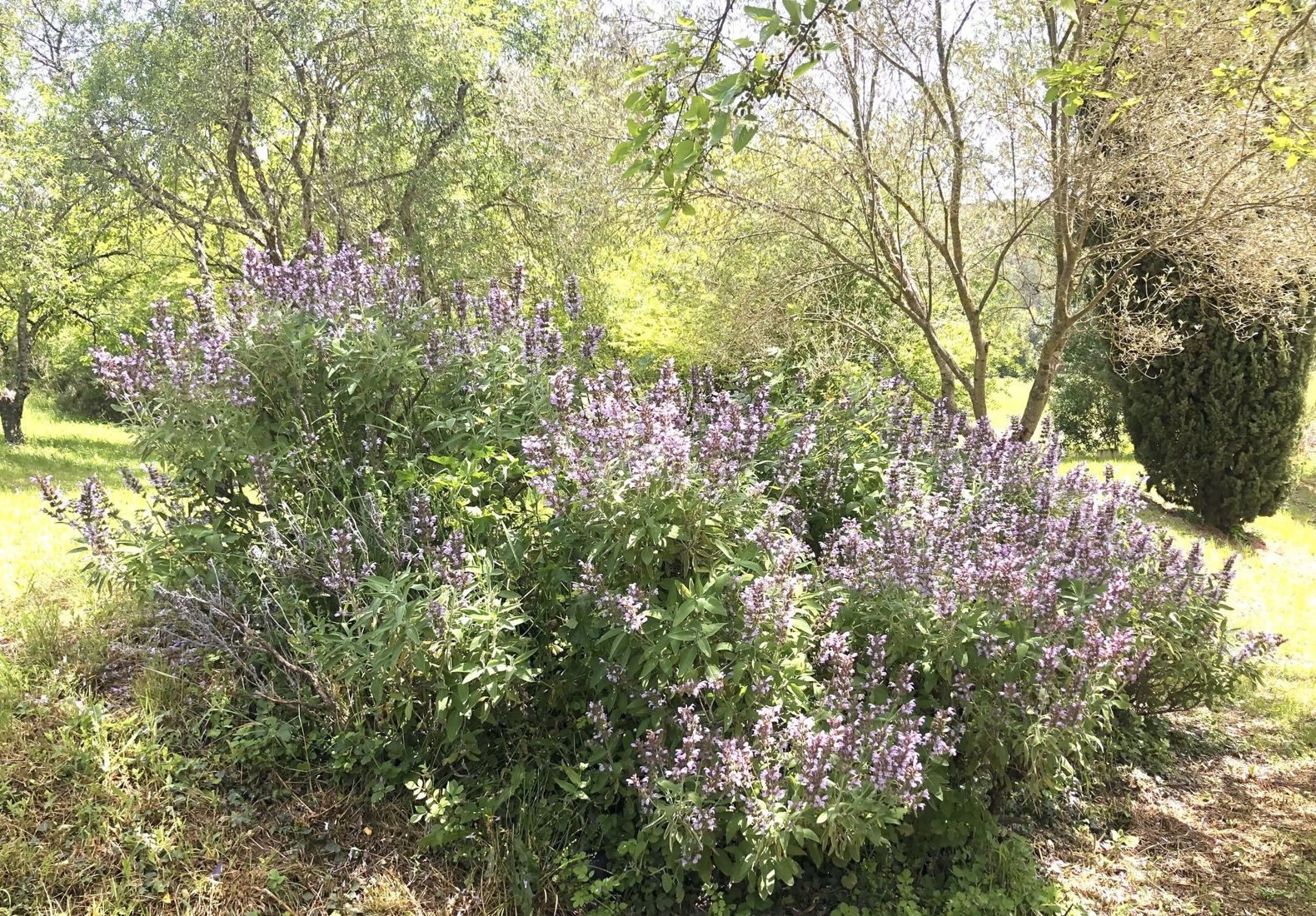 Sauge en fleurs sous les oliviers