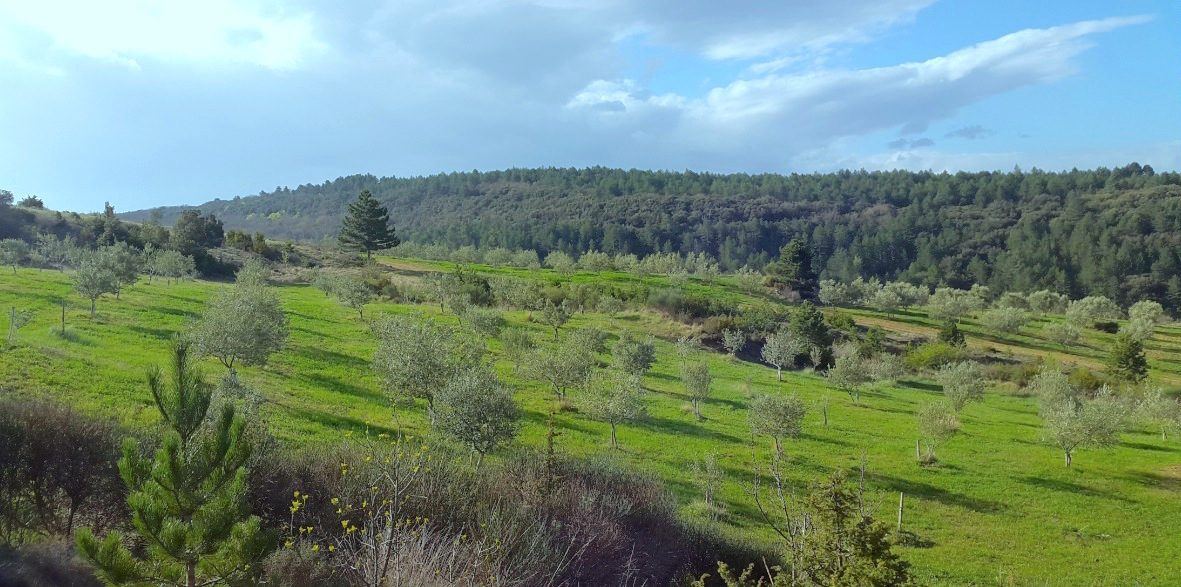 Le vallon de Castillou : jeunes oliviers dans la prairie, au pied des collines boisées